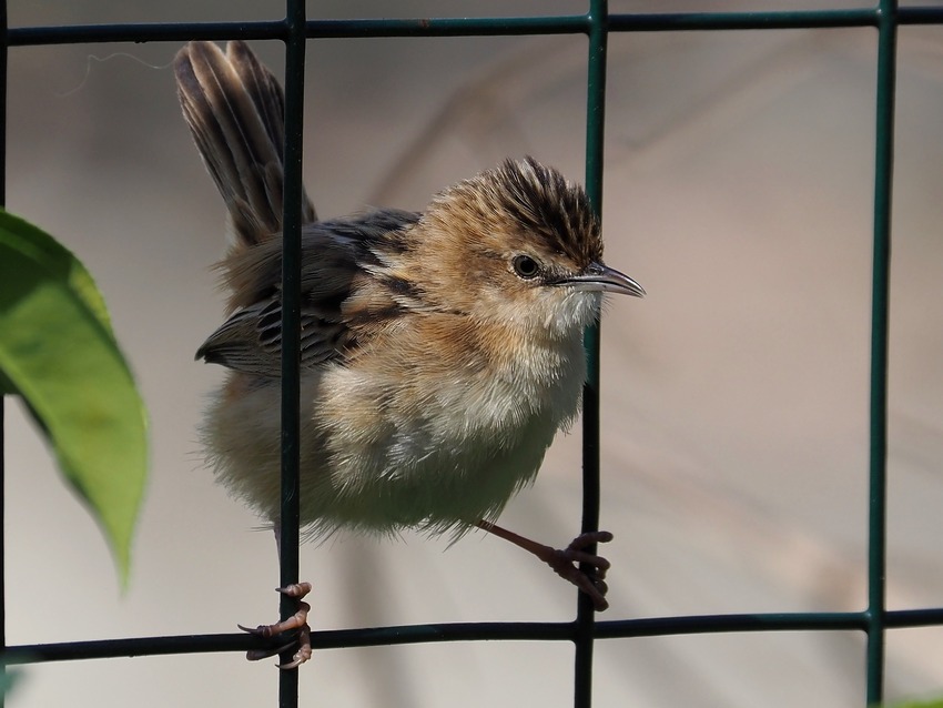 il Birdwatching al tempo del Covid 19